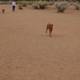 Man and Dog Strolling through Desert Landscape