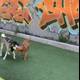 Canine Playtime Amidst Graffiti