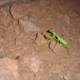 Praying Mantis in its Natural Habitat