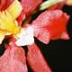 A Vivid Blooming Begonia