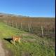 Canine Companion in the Vineyard