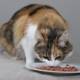 Manx Cat Enjoying a Meal