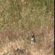 Silent Observer in the Grasslands