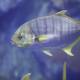 Majestic Angelfish Swimming in Blue Aquarium Water