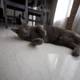 Gray Cat Lounging on Hardwood Floor