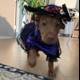 Puppy in Purple Dress and Hat