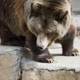 Majestic Stroll: Brown Bear at SF Zoo
