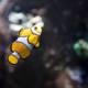 Colorful Clown Fish in a Reef Aquarium