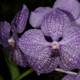 Stunning Purple Orchid with White Spots