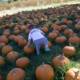 Pumpkin Adventures in Walnut Creek