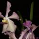 Purple and White Orchid in Full Bloom