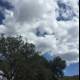 Kite Soaring over Cumulus Clouds