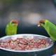 Feeding Time for Two Parakeets