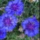 Blue Blooms of Altadena