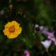 Vibrant Marigold Amongst Blooms