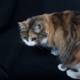 Calico Cat: A Standout Feline
