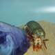 Majestic Mantis Shrimp