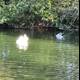 Swimming Ducks near Trees at Stow Lake