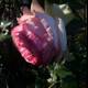 Blooming Rose in Altadena