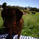 Summer Bliss: A Sunday at Delores Park