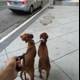 Two Dogs on a Leash Strolling Down a Sidewalk in LA