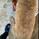Poodle Puppy Plays with Toy on Owner's Feet