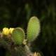 Flourishing Cacti at SF Zoo