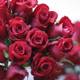 Simply Stunning: 14 Red Roses in Full Bloom