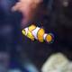Serene Clownfish in Captivity