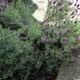 A blooming lavender bush