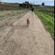Canine Companion on a Countryside Trail