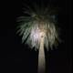 Illuminated Palm Tree at Night