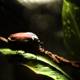 Enigmatic Beetle Encounter