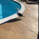 Seagull on the Edge of the Pool