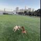 Playful Pups with a Cityscape Backdrop
