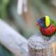 Vibrant Parakeet Perched on a Wooden Post