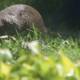 Otter in the Grass