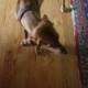 Canine on Hardwood Floor