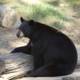 A Charming Black Bear's Moment of Rest