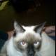 Blue-Eyed Siamese Cat