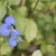 Blue Geranium Flowers Close Up