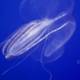 The Elegant Drift: A Jellyfish's Voyage