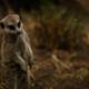 Meerkat Majesty at Oakland Zoo