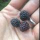 Handful of Delicious Blackberries