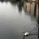 Graceful Swan Glides Through Zurich Canal