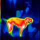 Thermal Imaging of a Canine