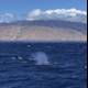Majestic Humpback Whales Amidst Hawai'i's Natural Beauty