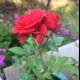 Two Roses in a Pot with Geraniums
