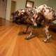 Canine Companion on Hardwood Flooring