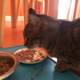 Hungry Manx cat enjoys a meal